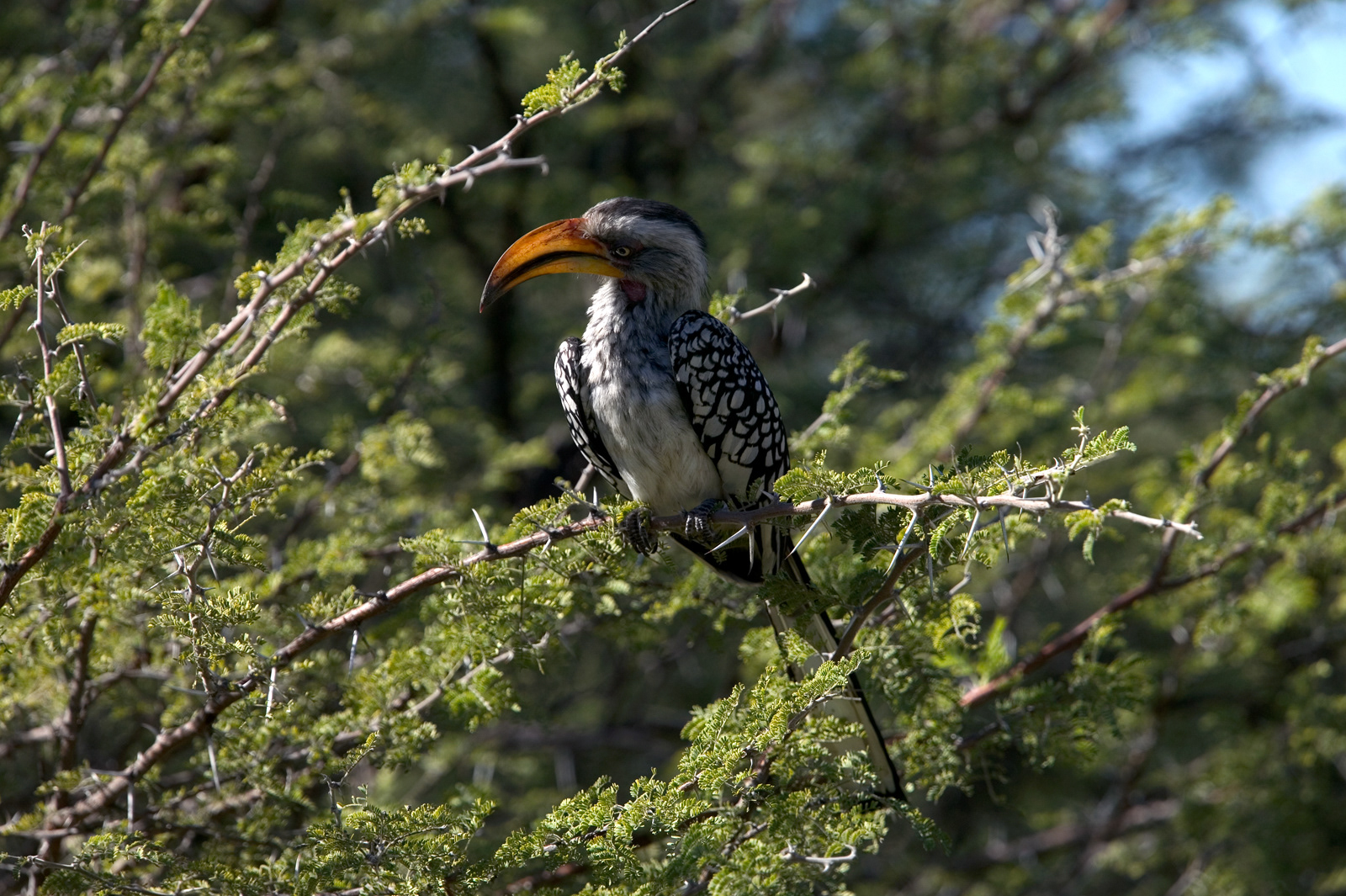 Yellow-Billed Hornbill, Botswana