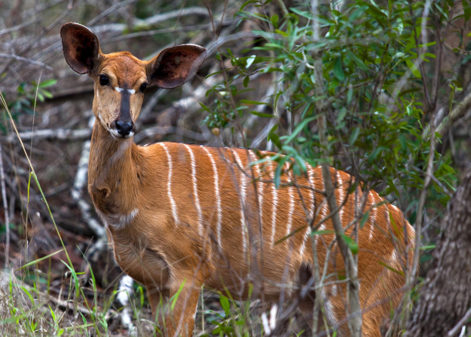 Khudu, Masai Mara, Kenya