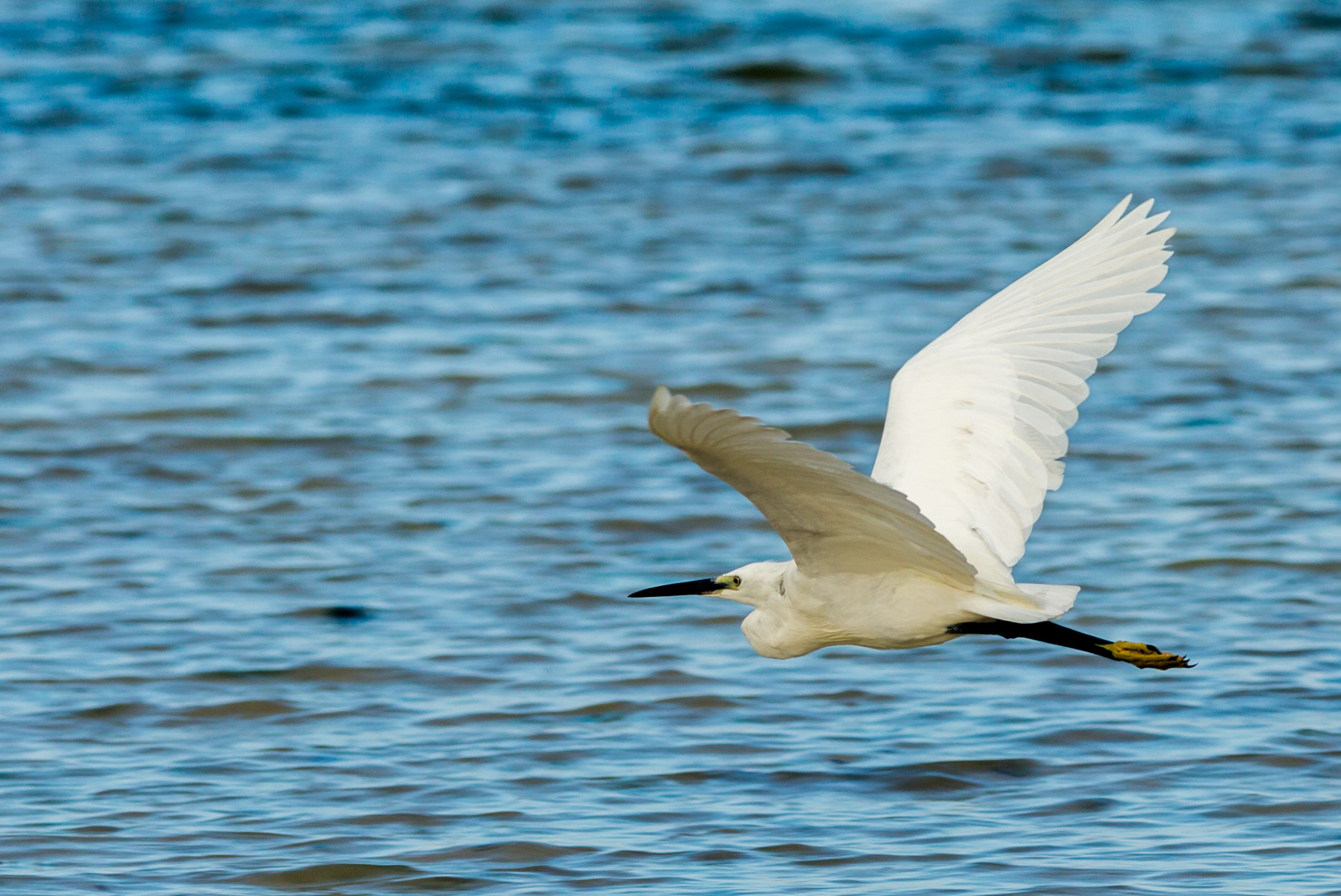 White Egret, Zanzibar, Tanzania