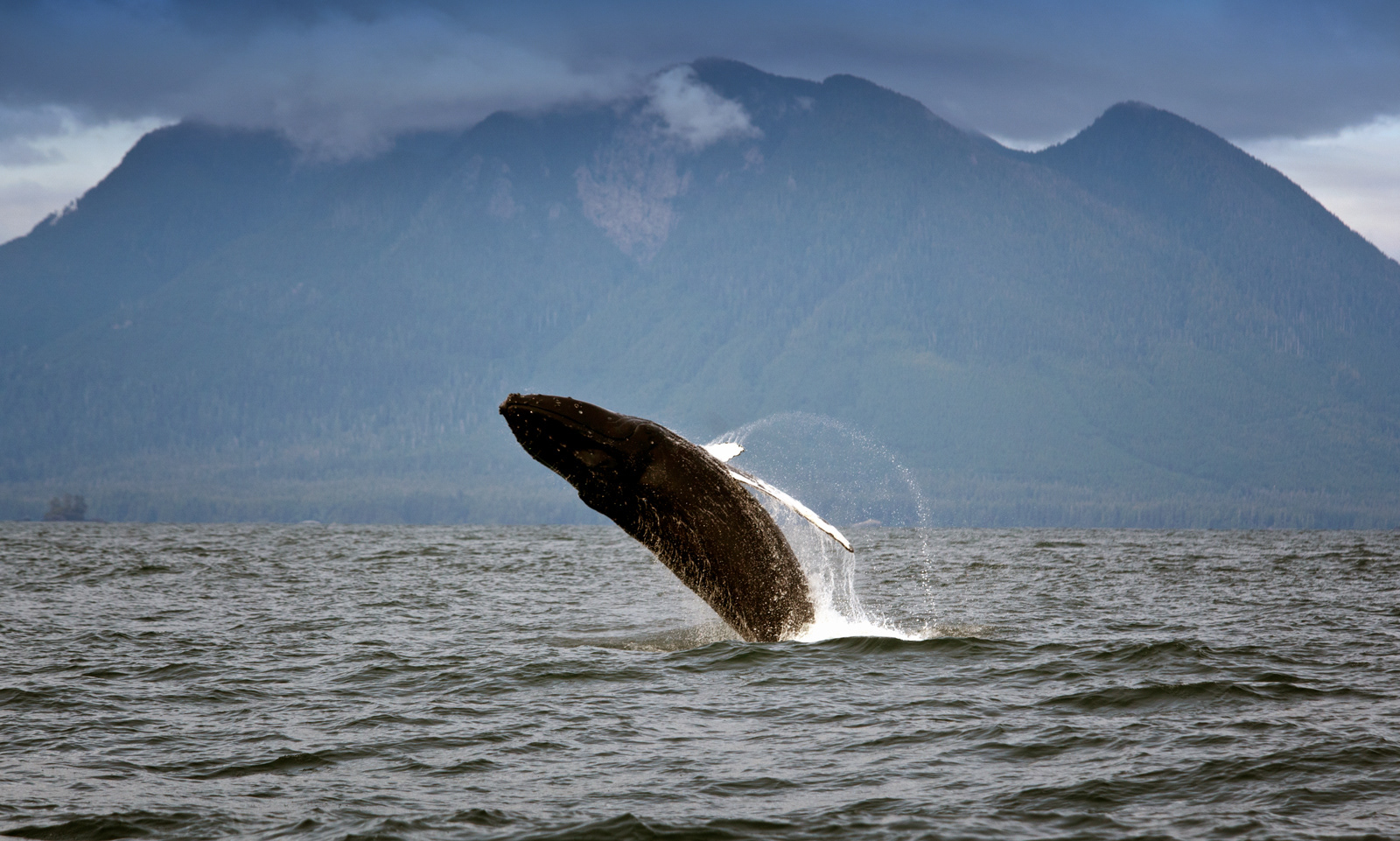 Humpback Whale, BC, Canada