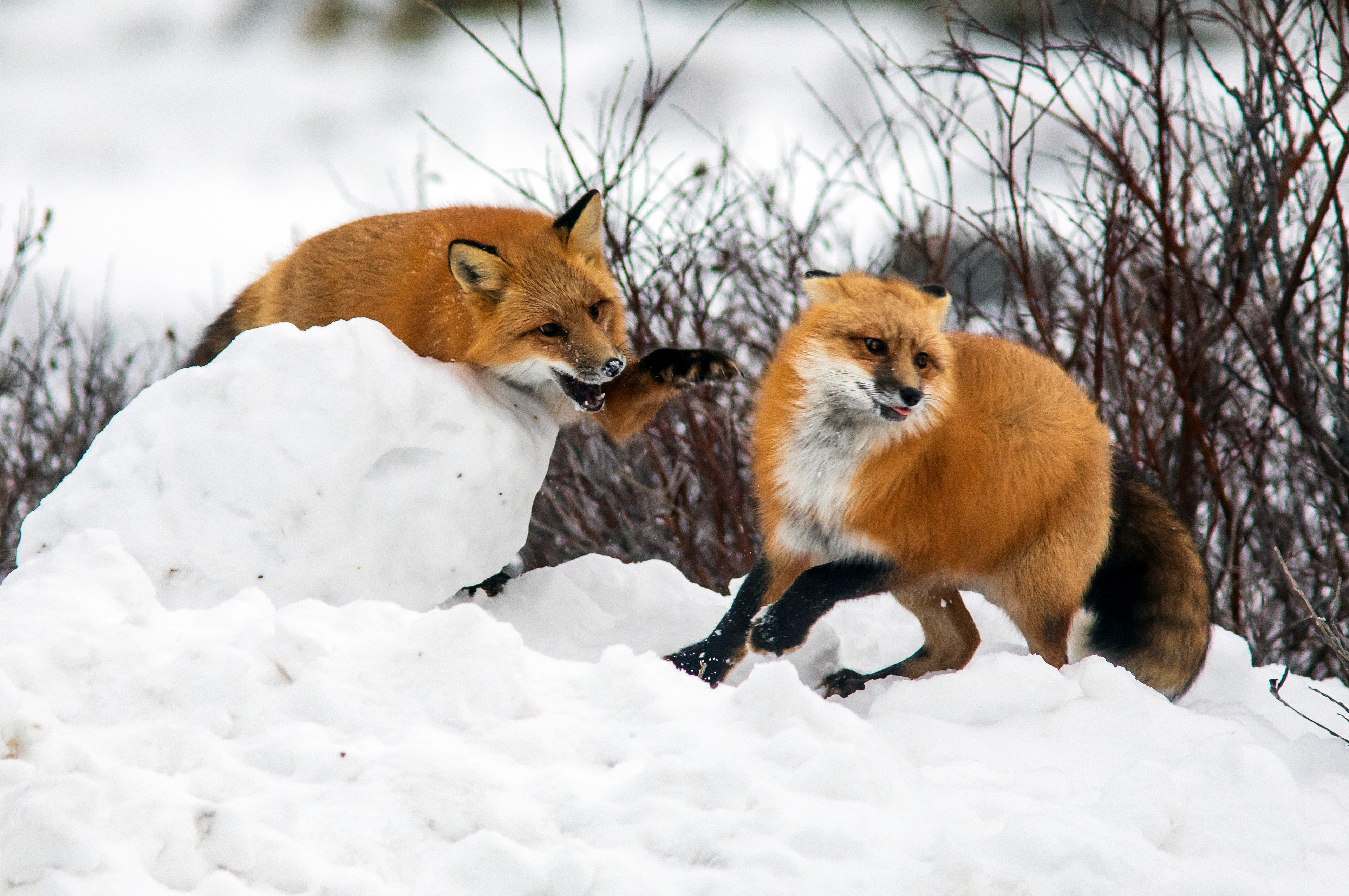 Red Foxes, North Manitoba, Canada