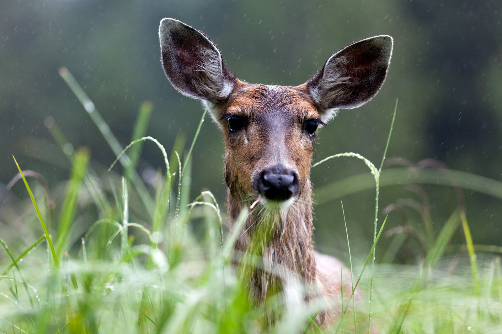 Black Tail Deer, BC, Canada