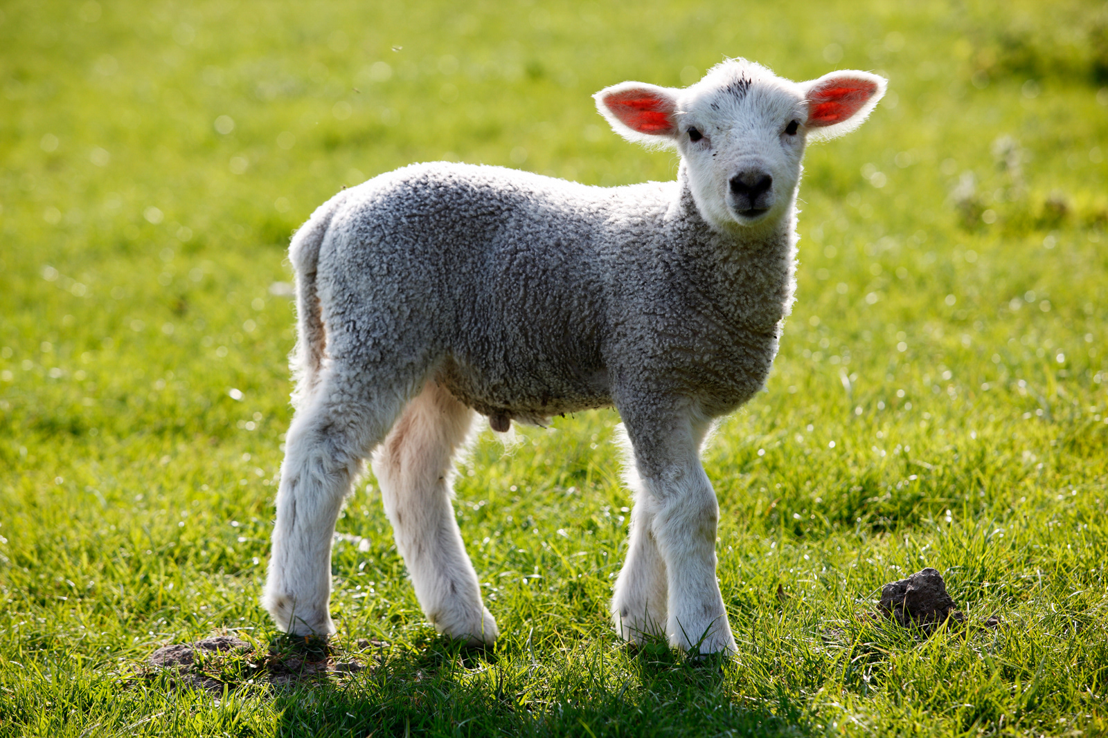 Spring Lamb, Kent, UK