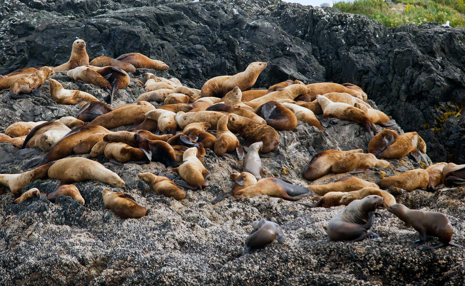 Stellar Sea Lions, BC, Canada