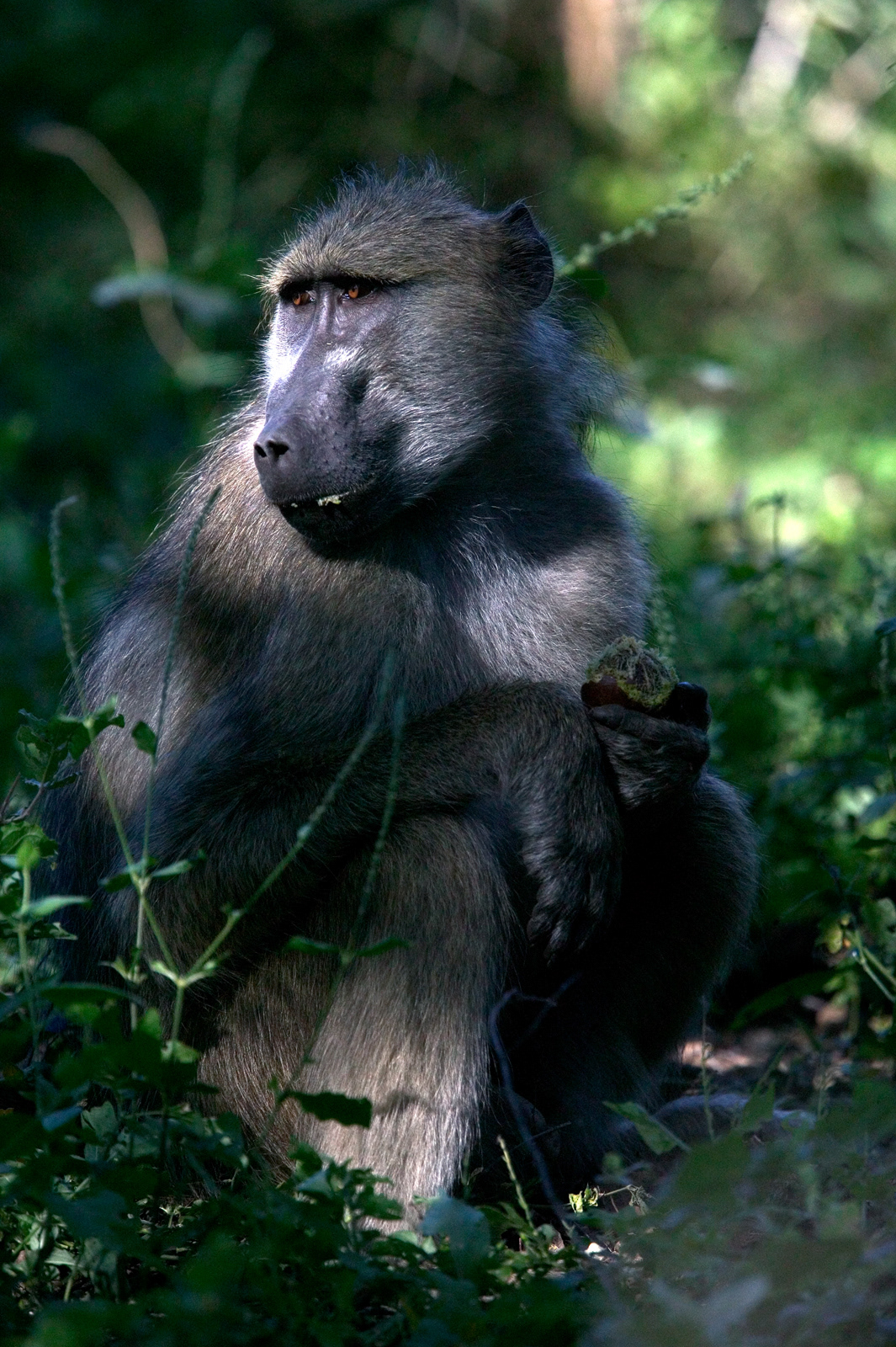 Baboon, Kenya
