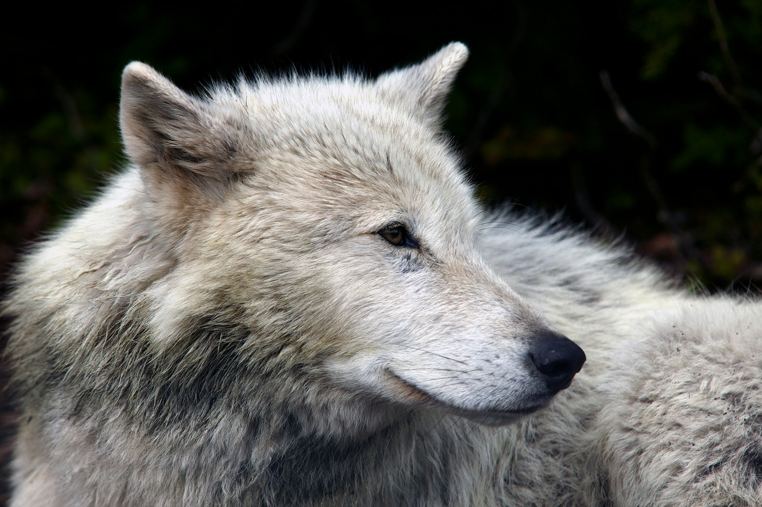 Grey Wolf, BC, Canada