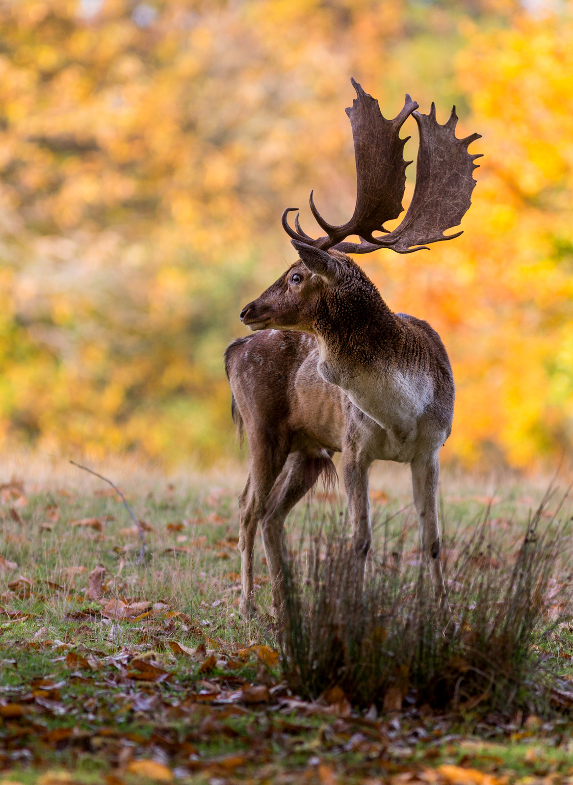 Deer, Knole Park, UK