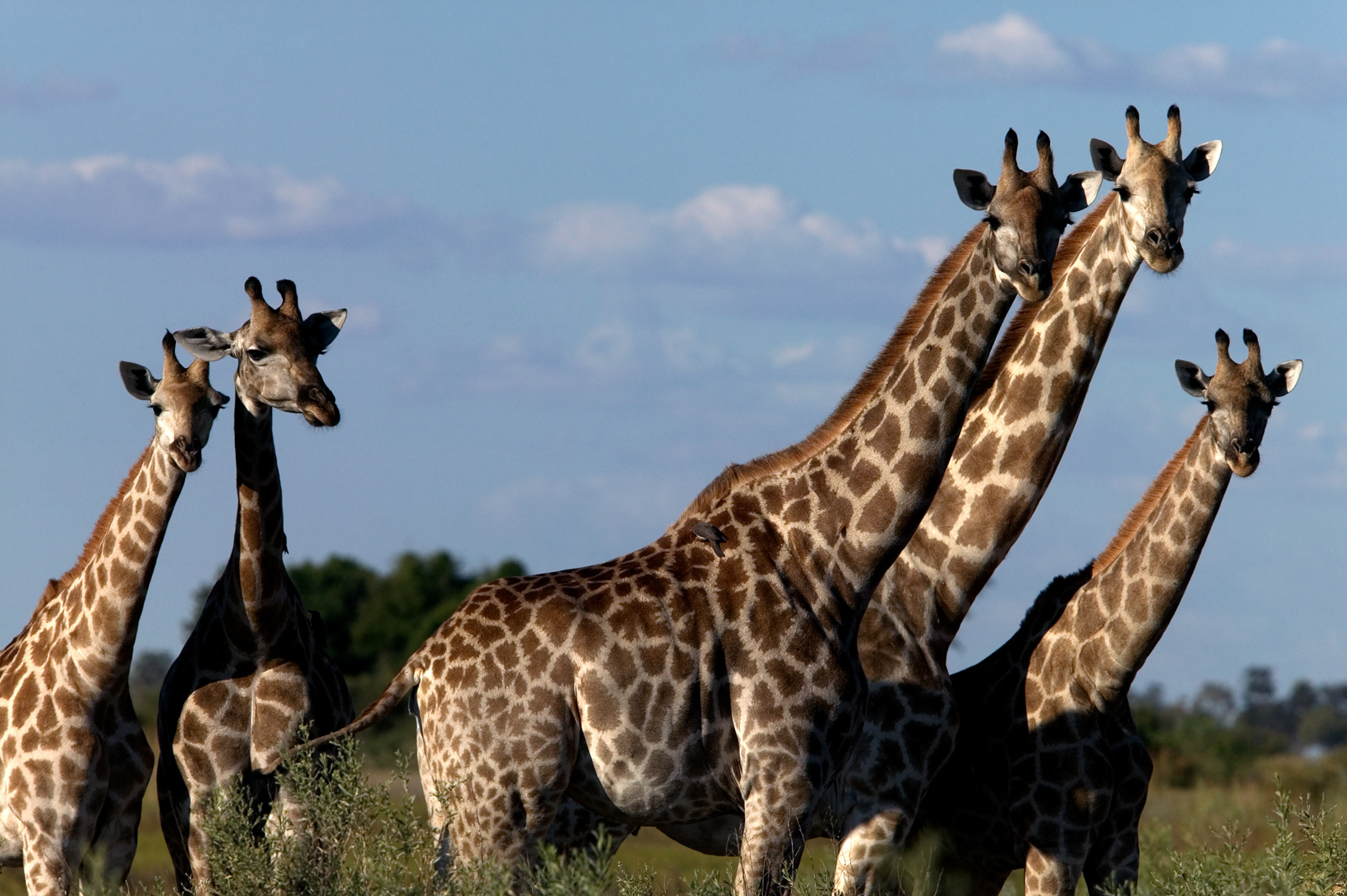 Giraffes, Botswana