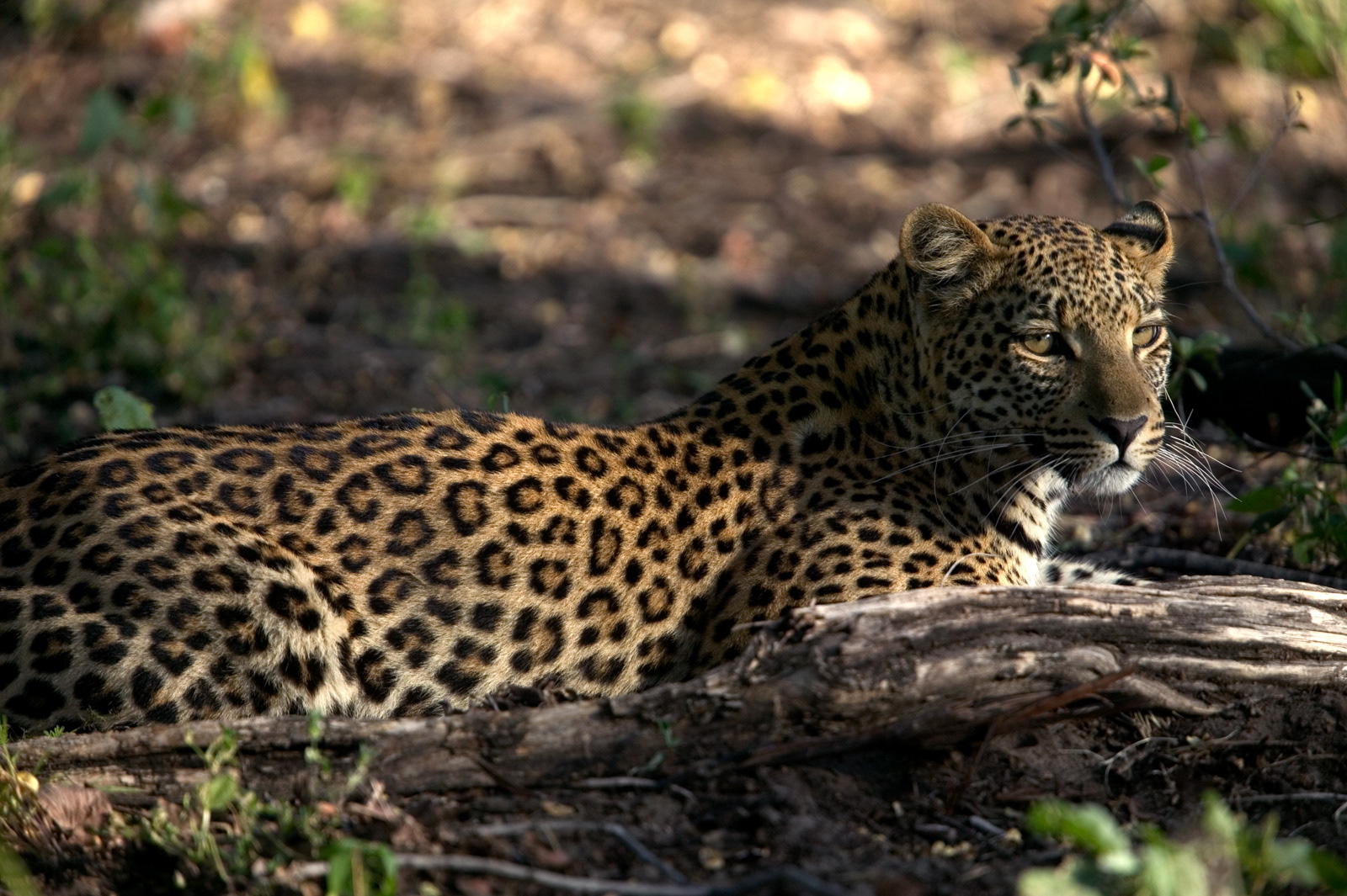 Jaguar, Kenya