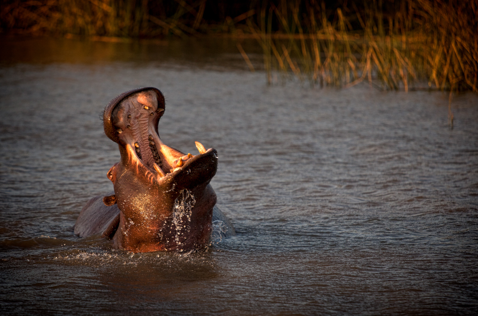 Hippopotamus, South Africa