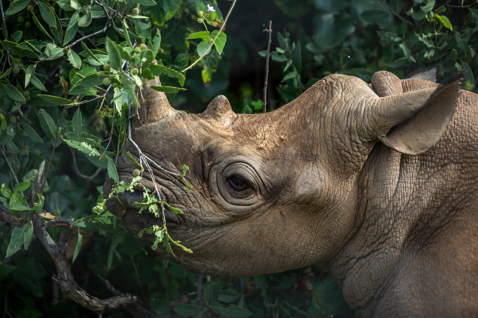Black Rhino, Kenya