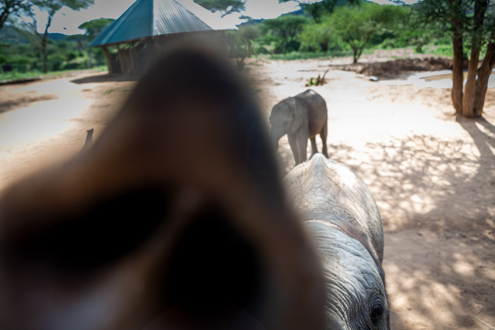 Juvenile Elephants, Kenya