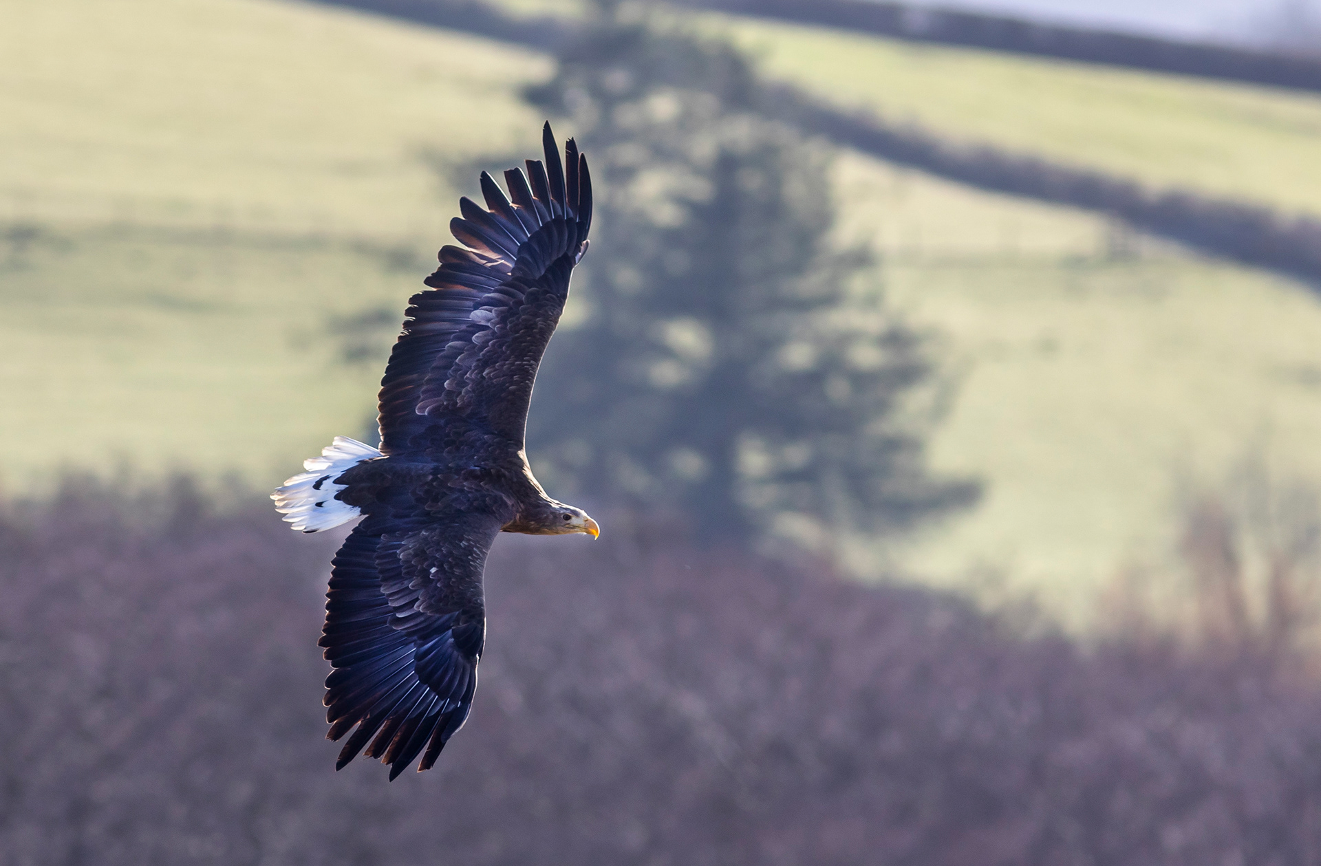 White Tailed Sea Eagle, Wales