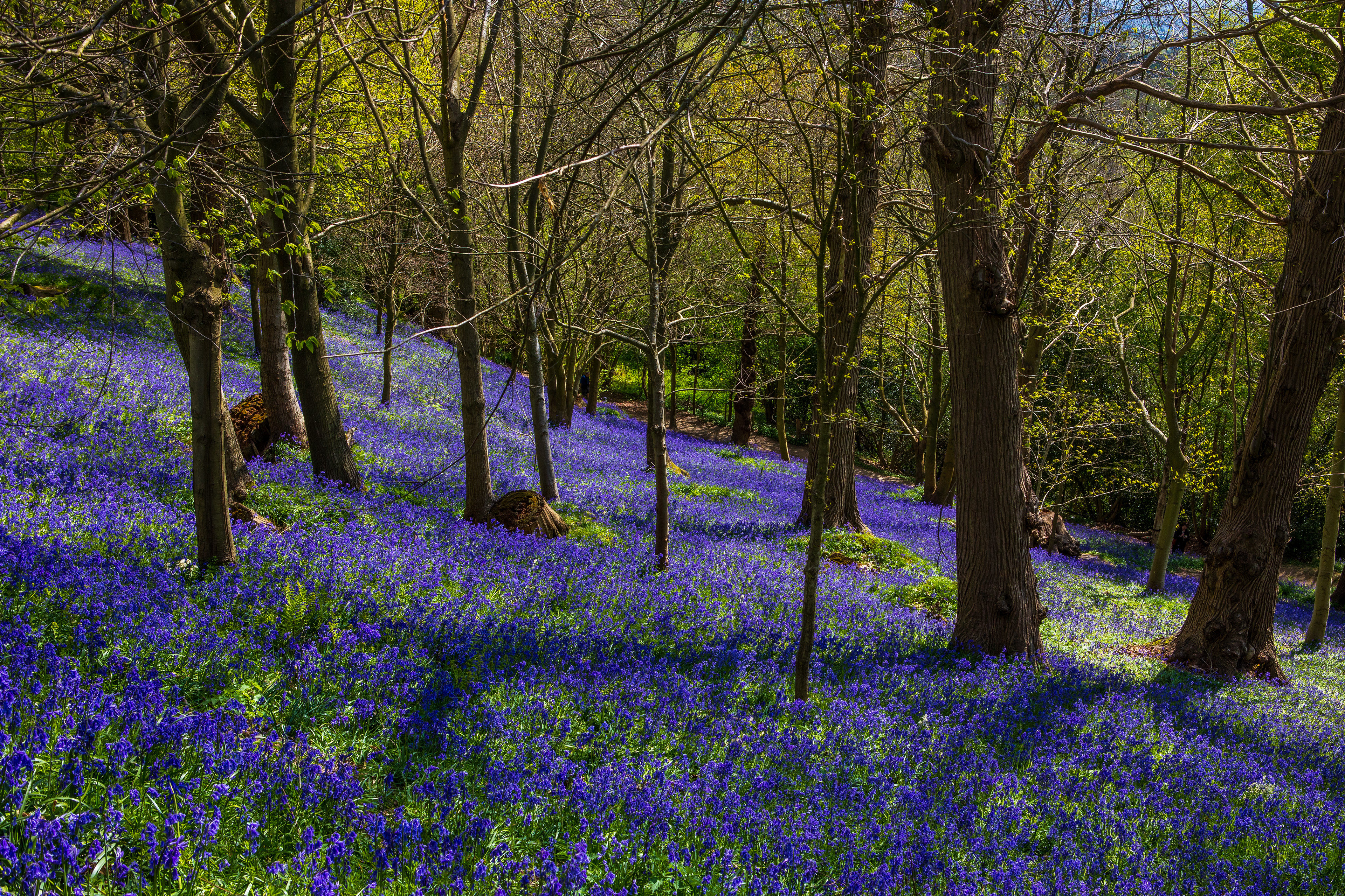 Bluebell Wood, Kent, UK