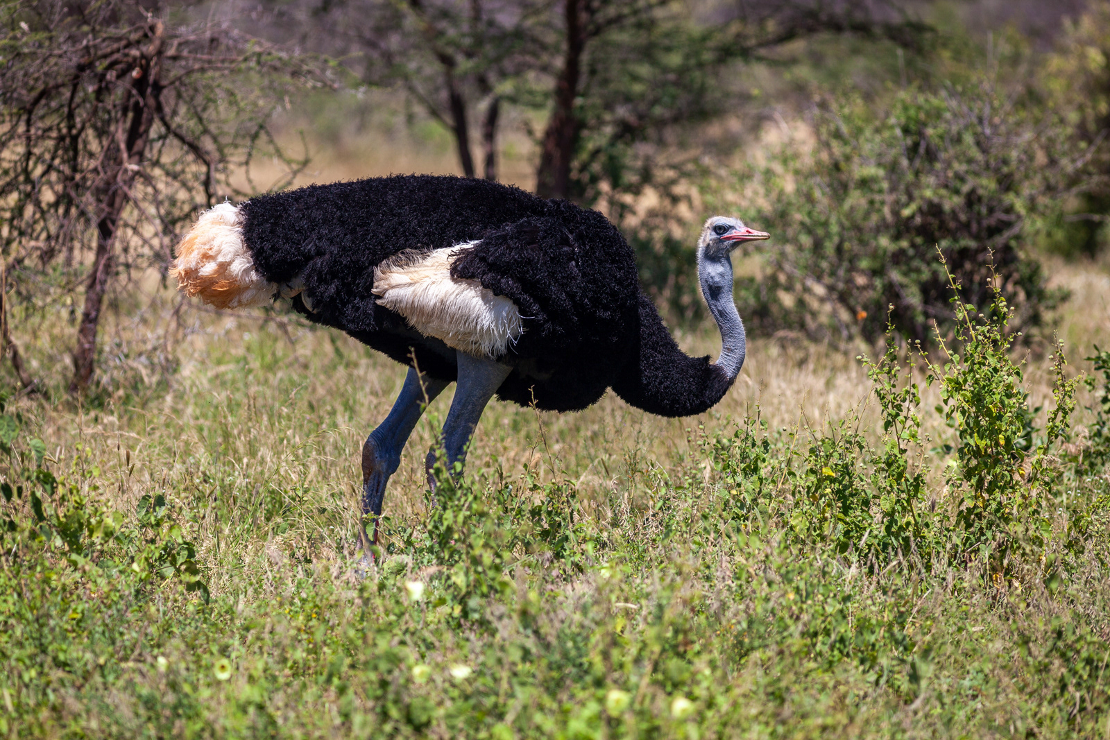 Ostrich, Kenya