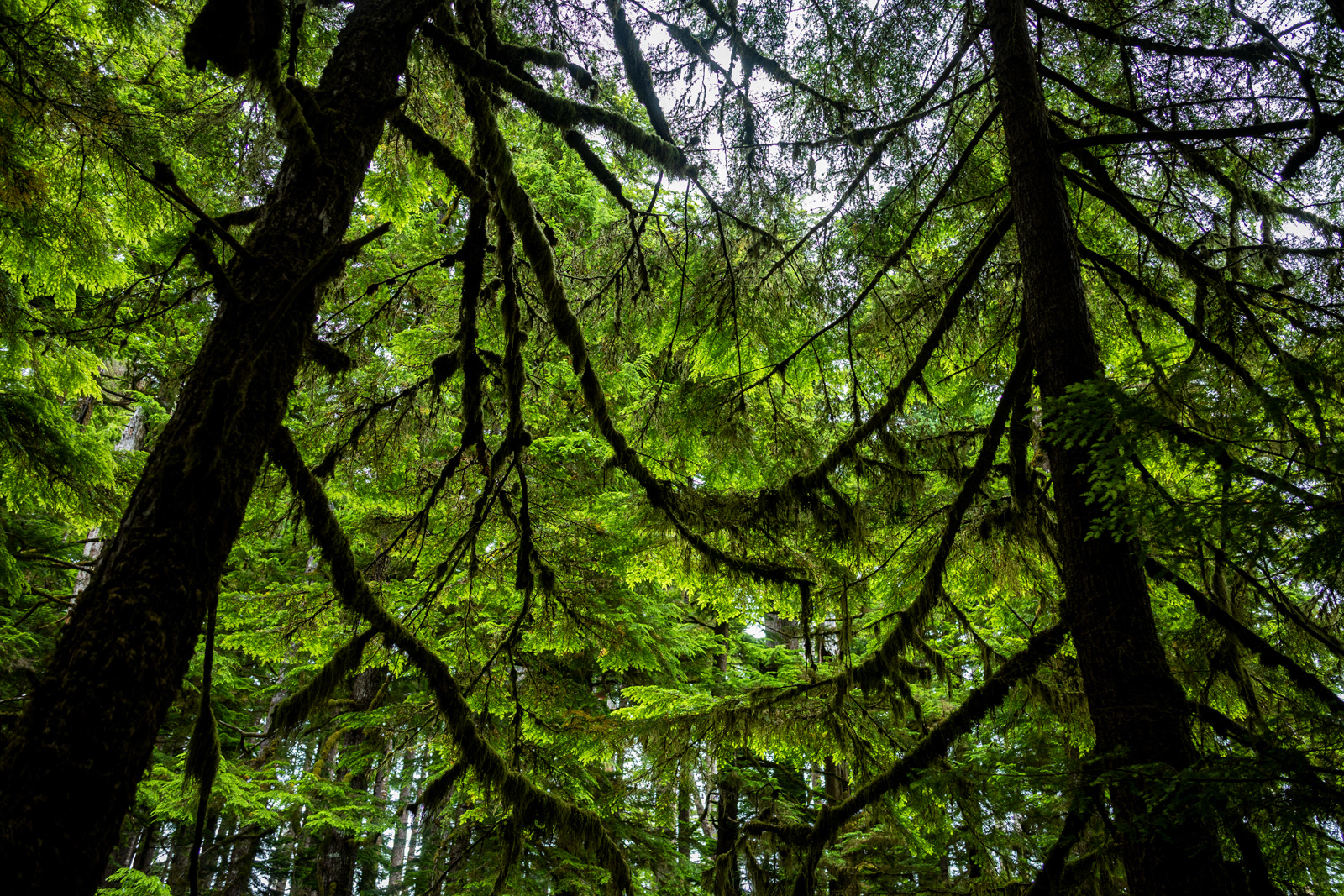 Rainforest, Cape Scott Provincial Park, British Columbia, Canada