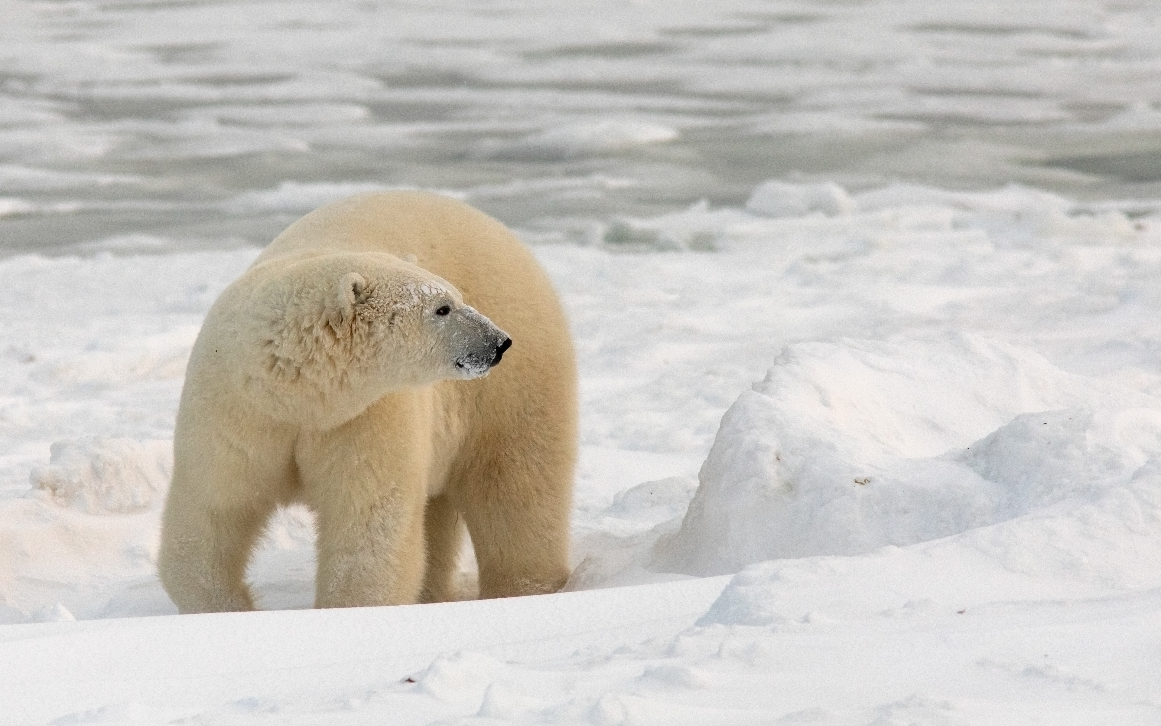 Polar Bear, Churchill, Canada