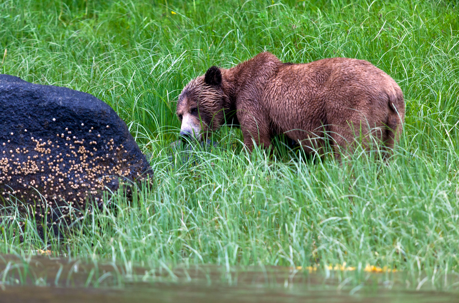 Grizzly Bear, BC, Canada