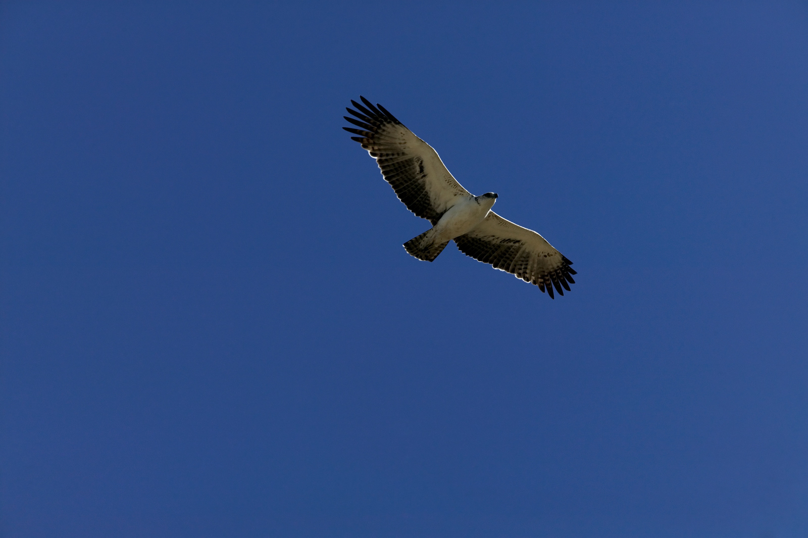Batelur Eagle, Botswana