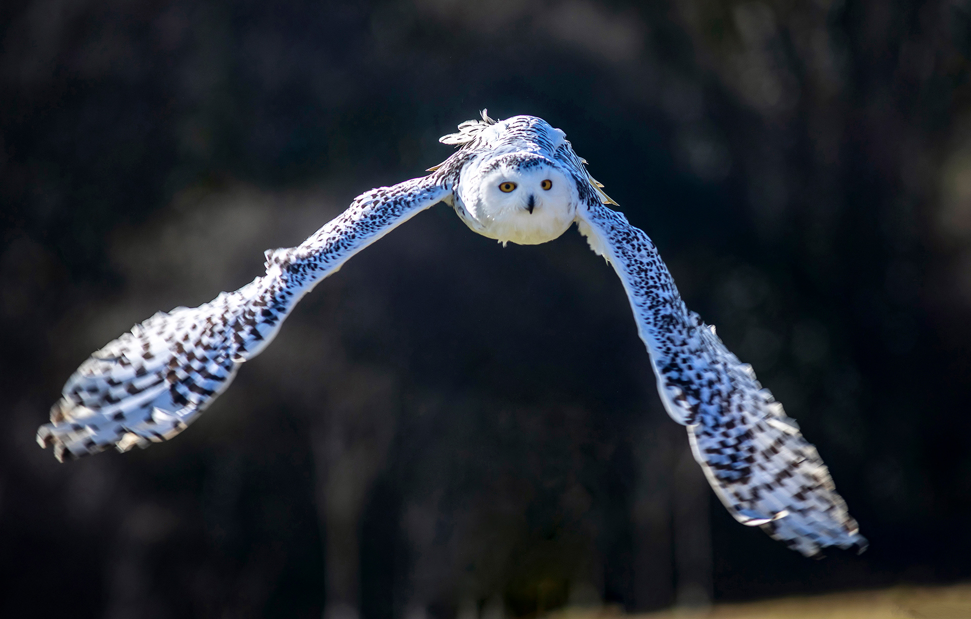 Snowy Owl