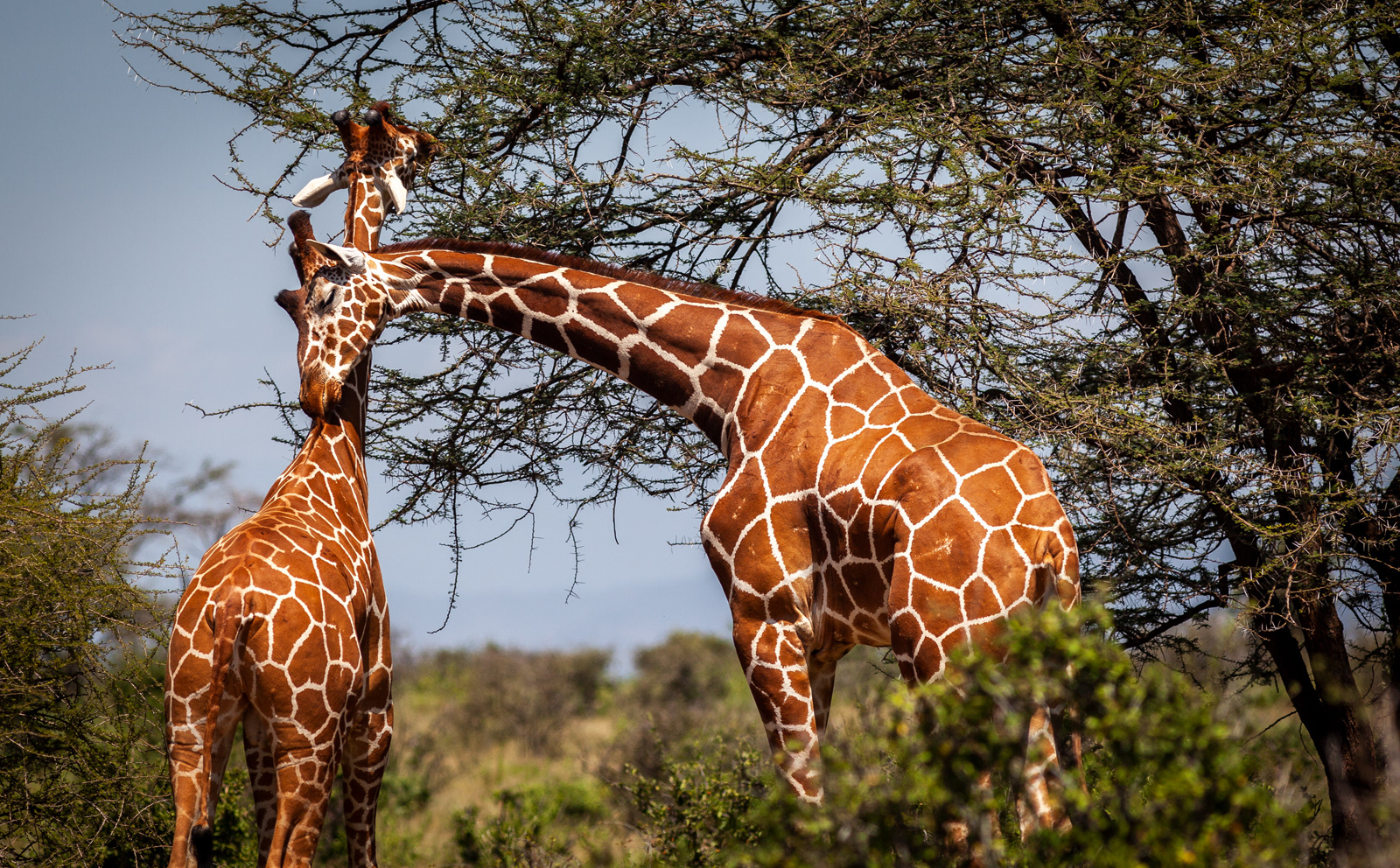 Giraffes, Kenya
