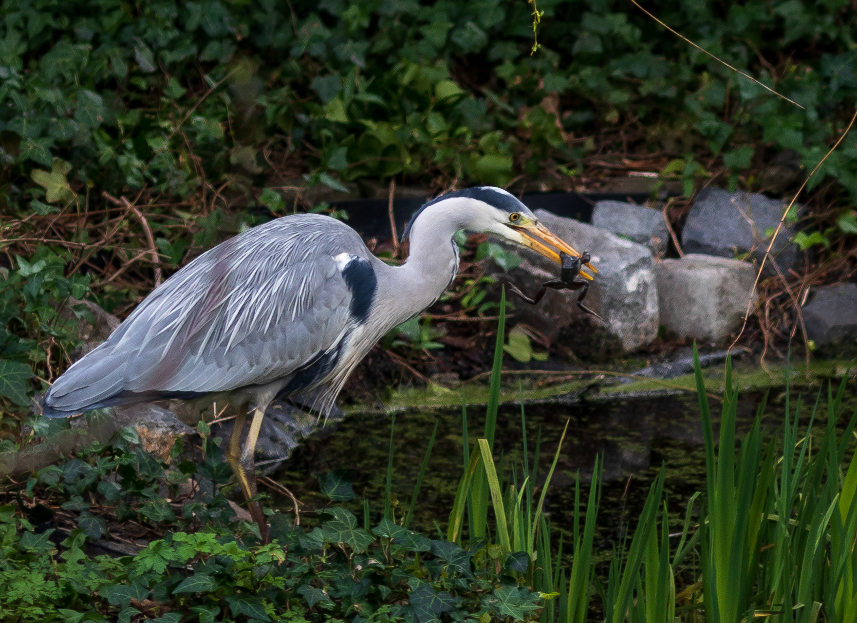 Great Blue Heron, London