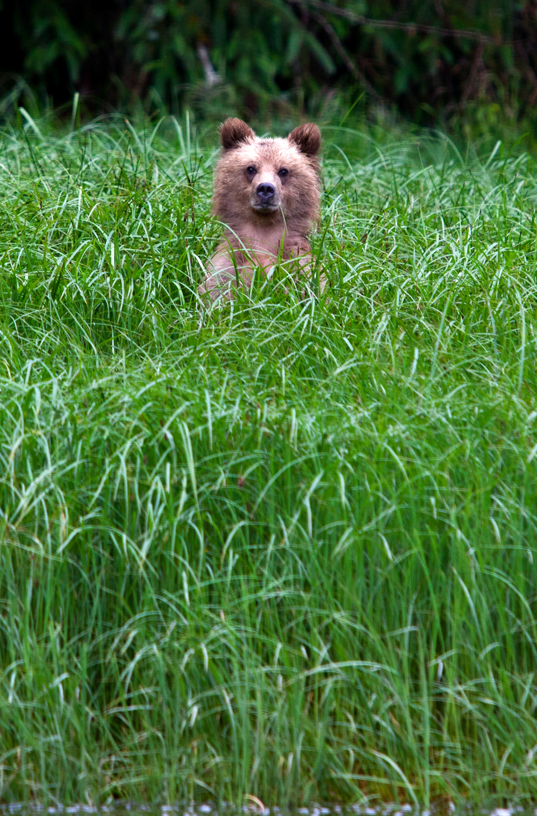 Grizzly Cub, BC, Canada