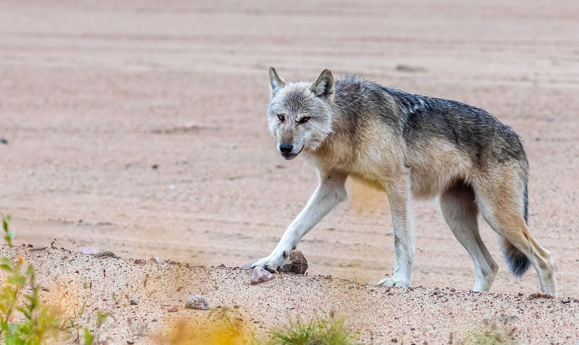 Arctic Wolf, North Manitoba, Canada