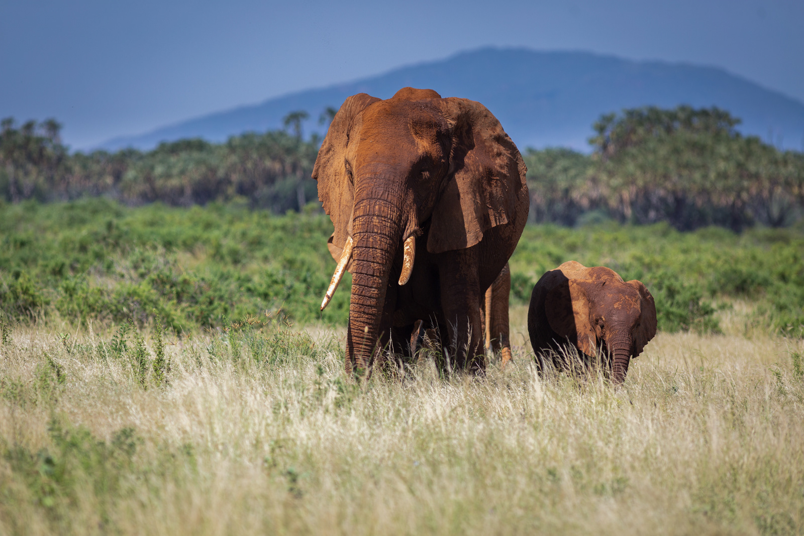 African Elephant, Kenya