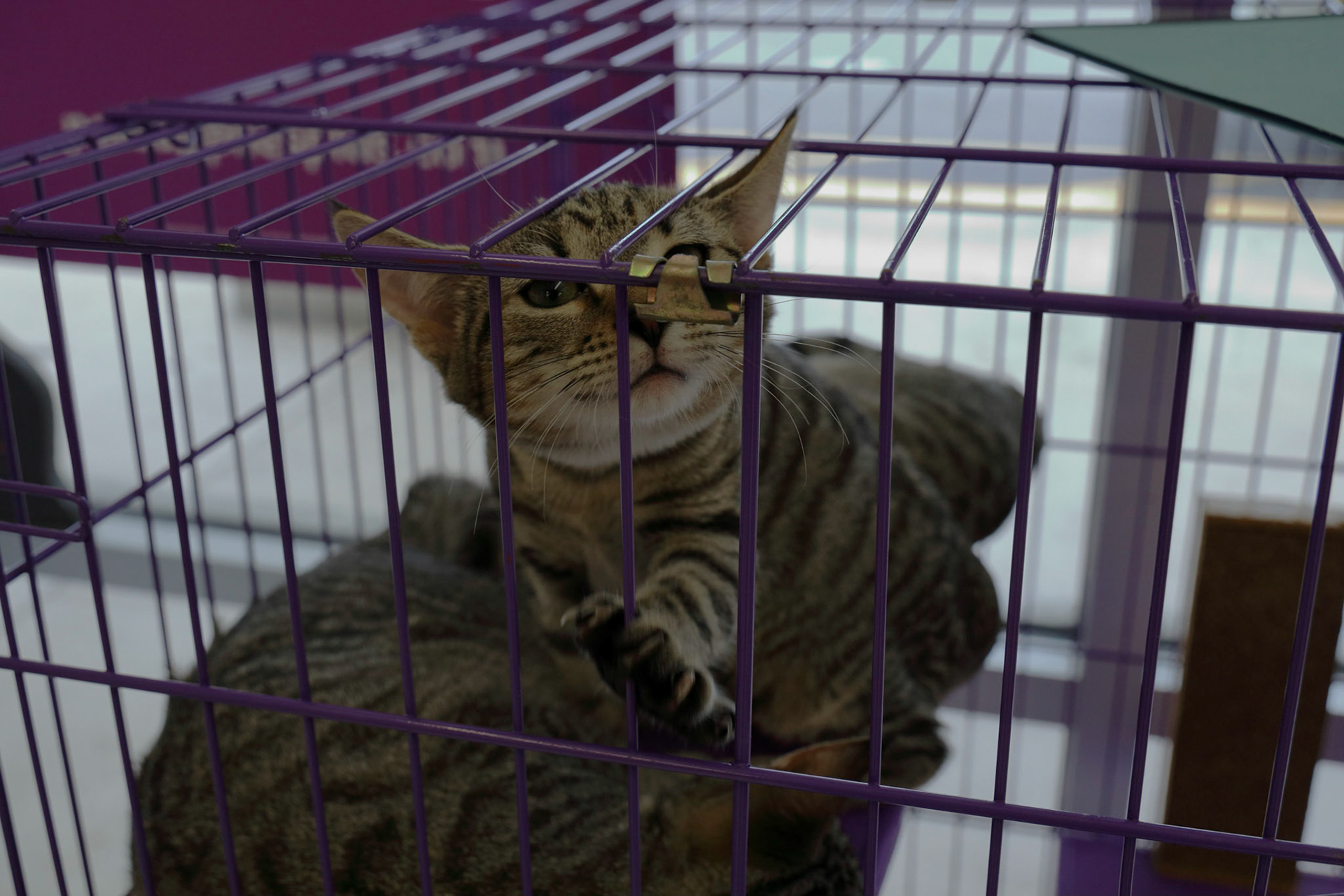 Kittens for adoption