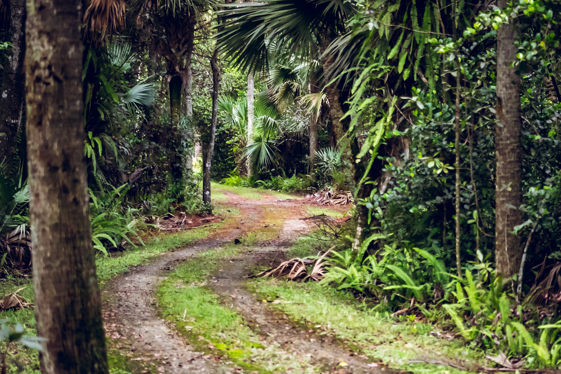 Winding trail