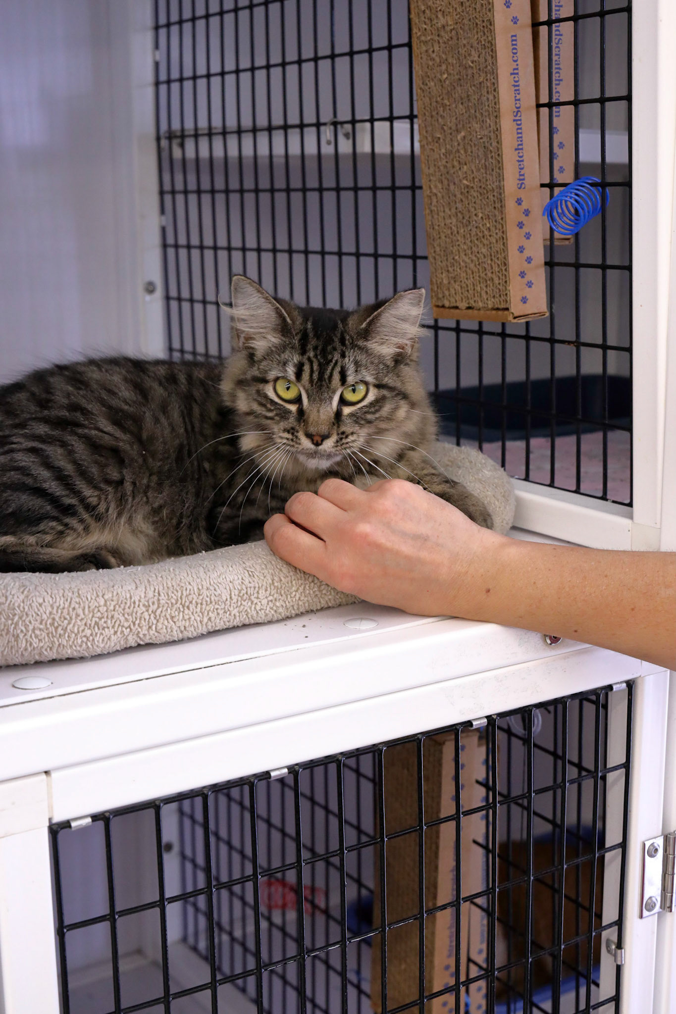 Mature cat up for adoption