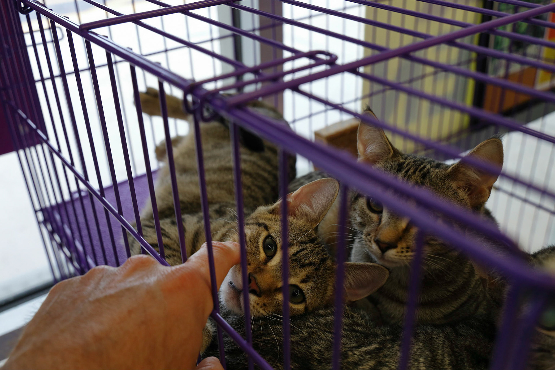 Kittens for adoption