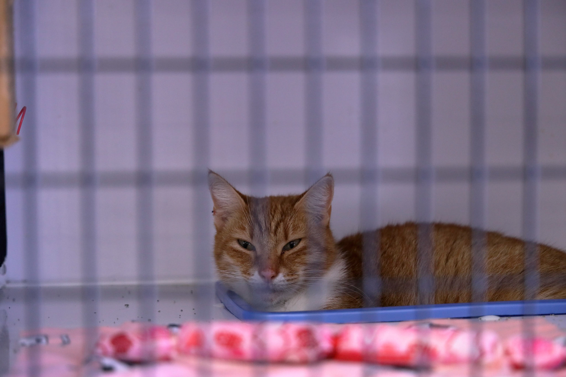 Kitty for adoption