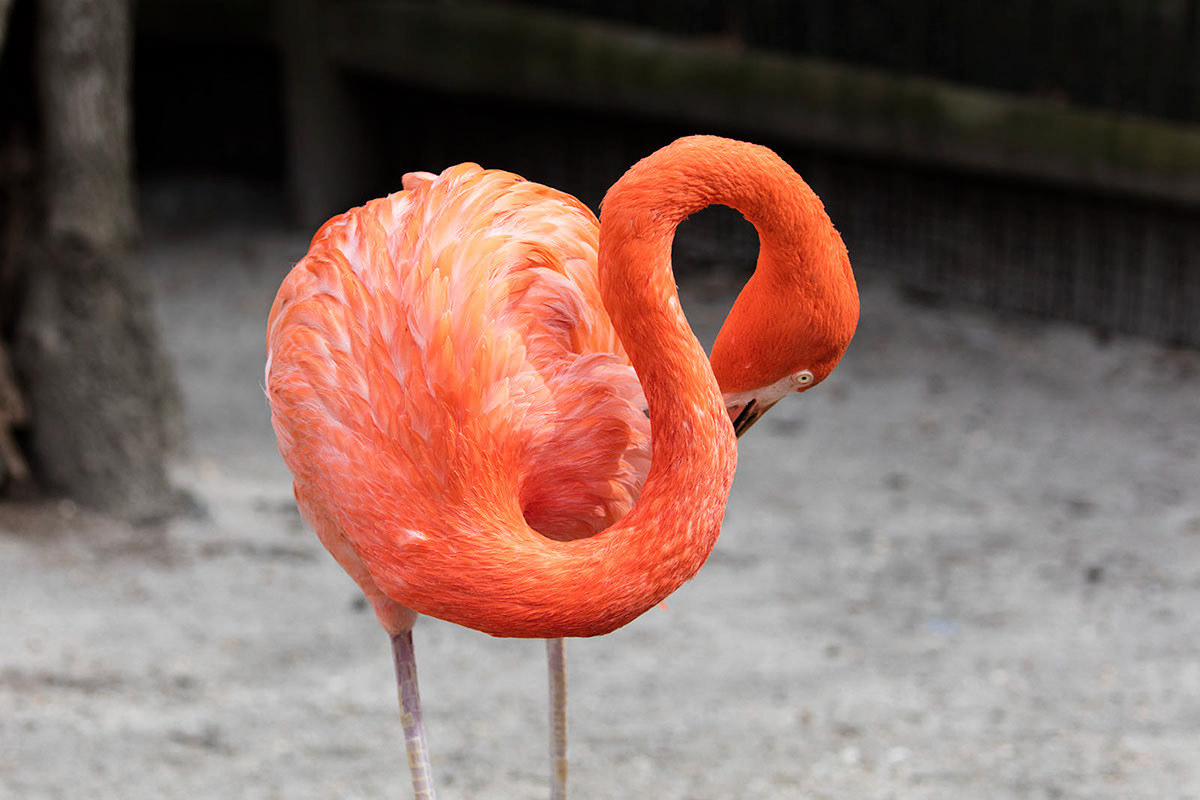 Flamingo