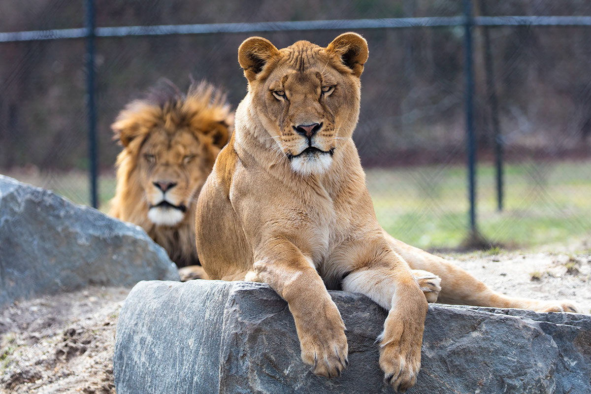 Lions