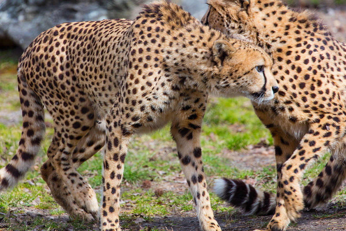 Cheetahs