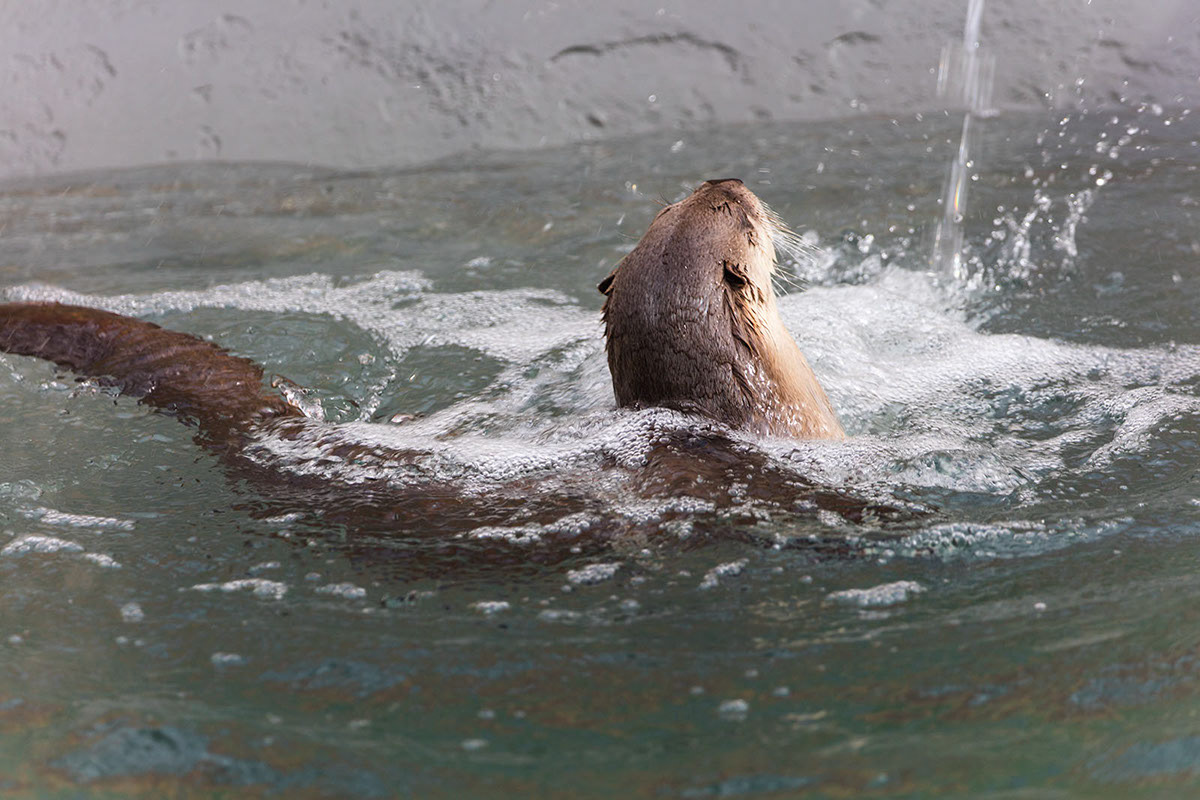 Otter