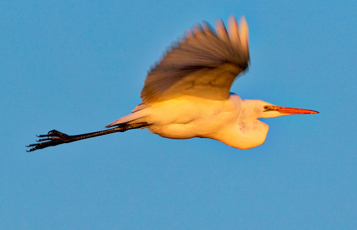 Snowy Egret