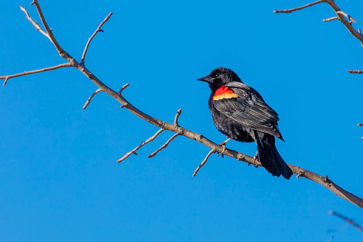 Red Winged Blackbird