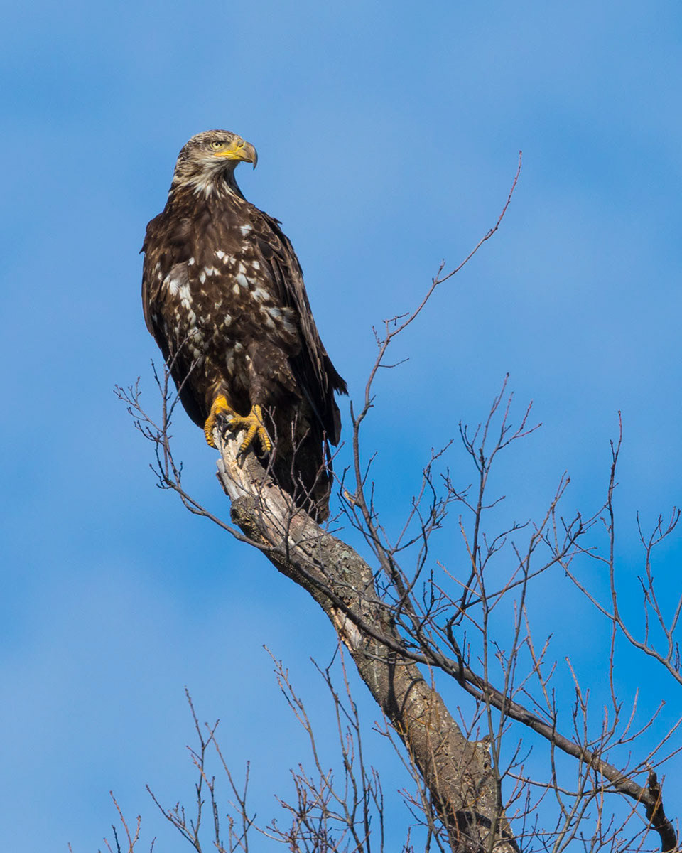 Bald Eagle (Youth)