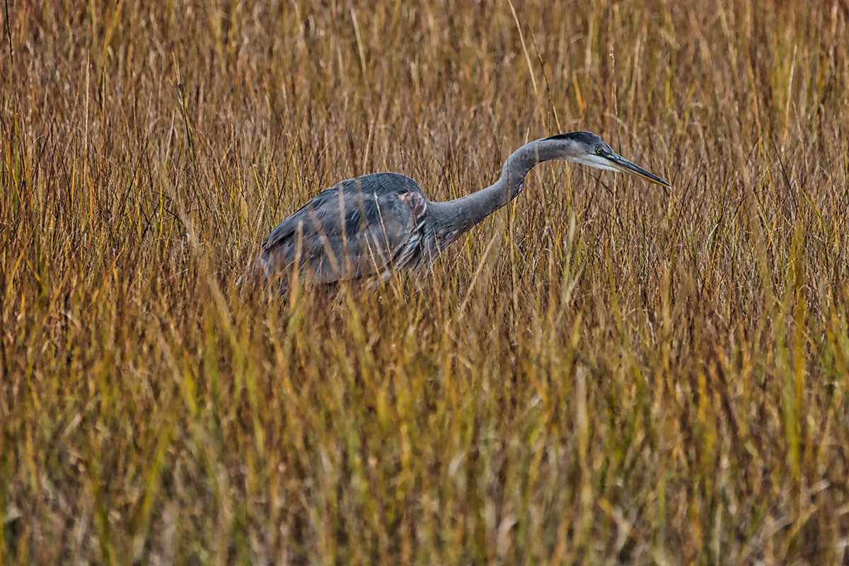 Blue Heron