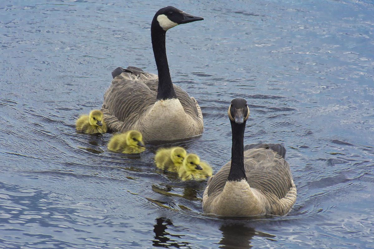 Canada Geese Family