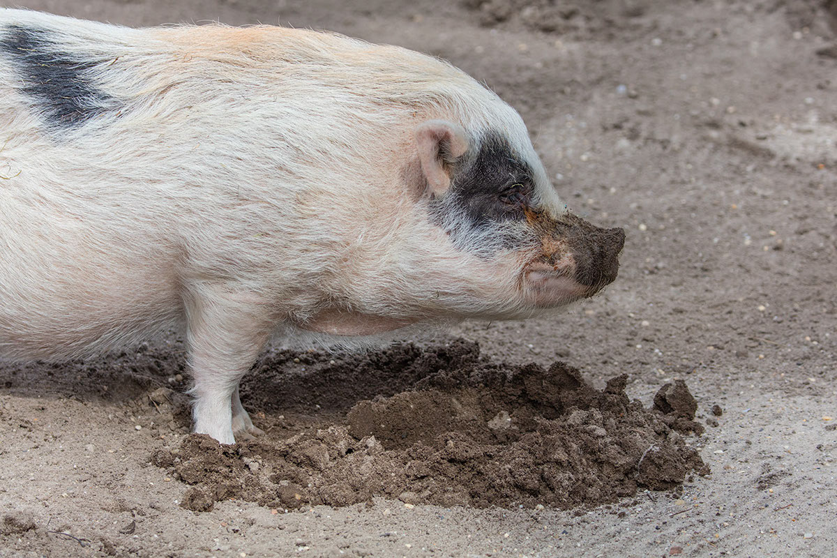 Pig