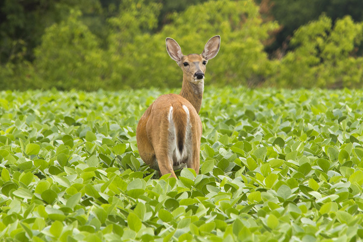 Deer