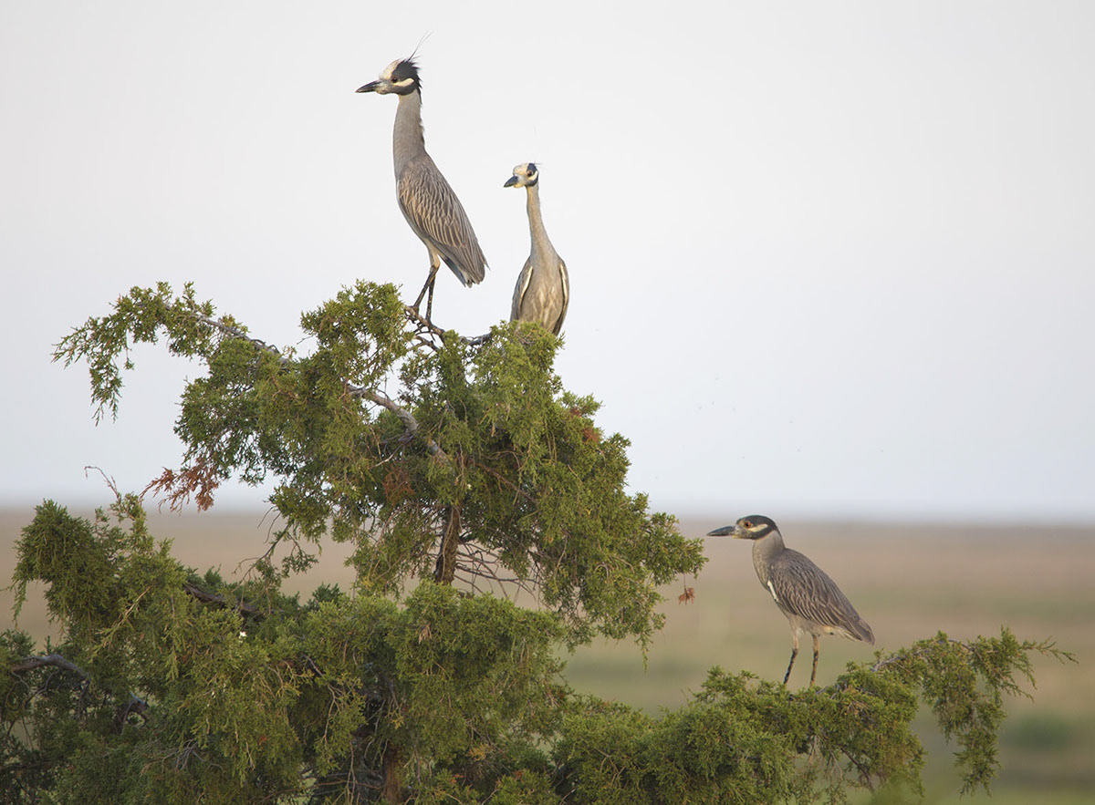 Night Herons