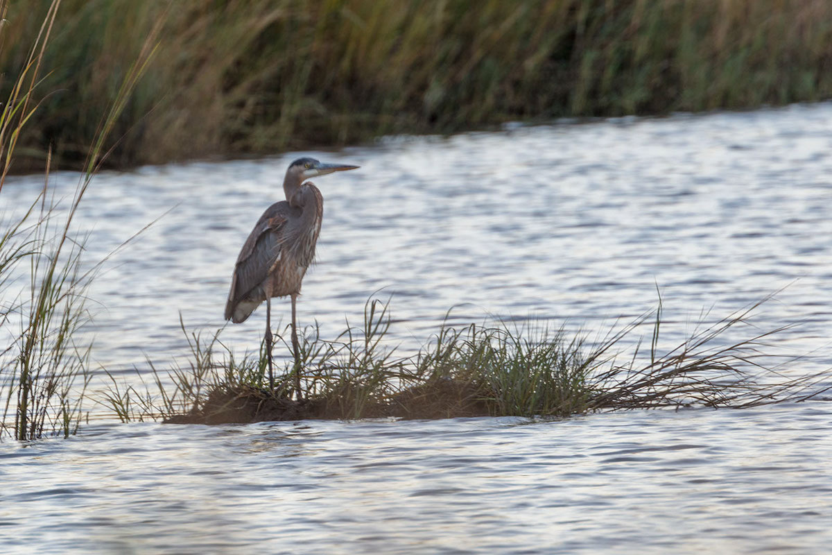 Blue Heron