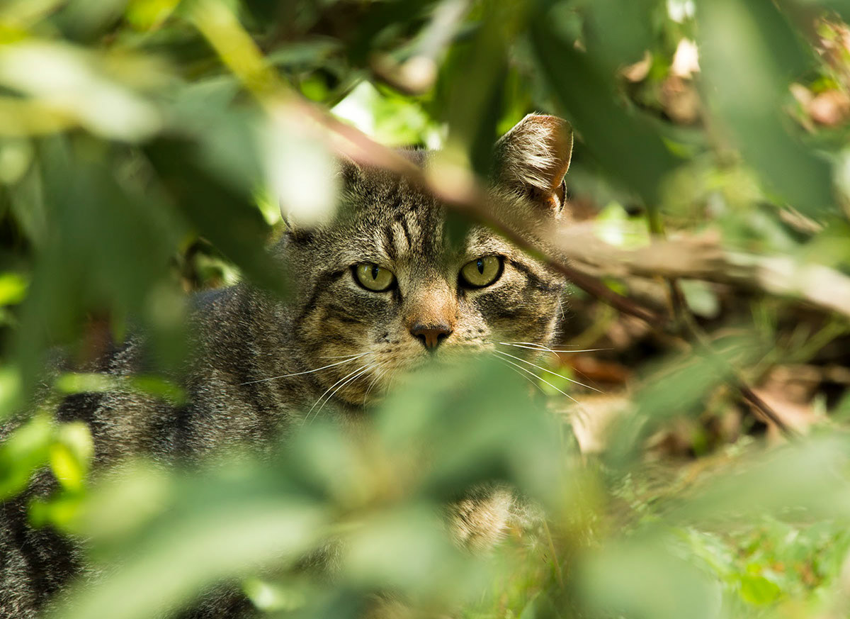 Tabby Cat