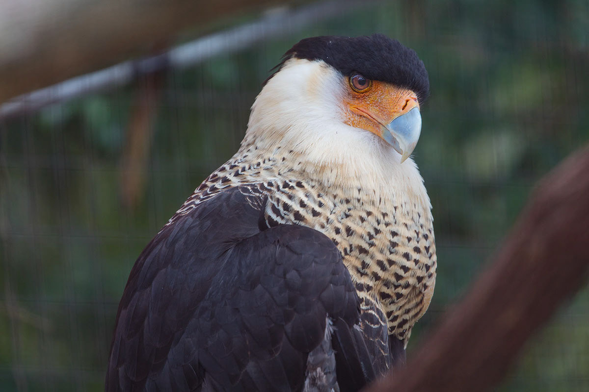 African Vulture