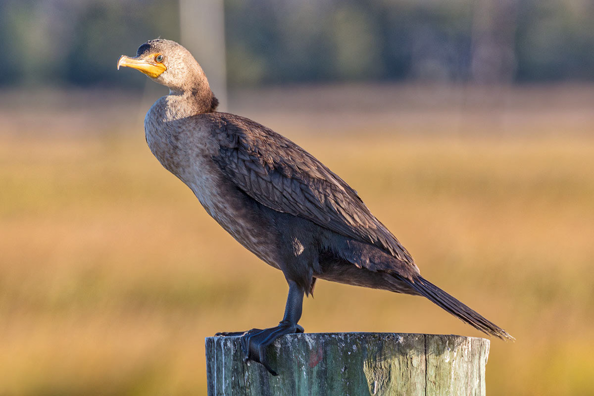 Cormorant